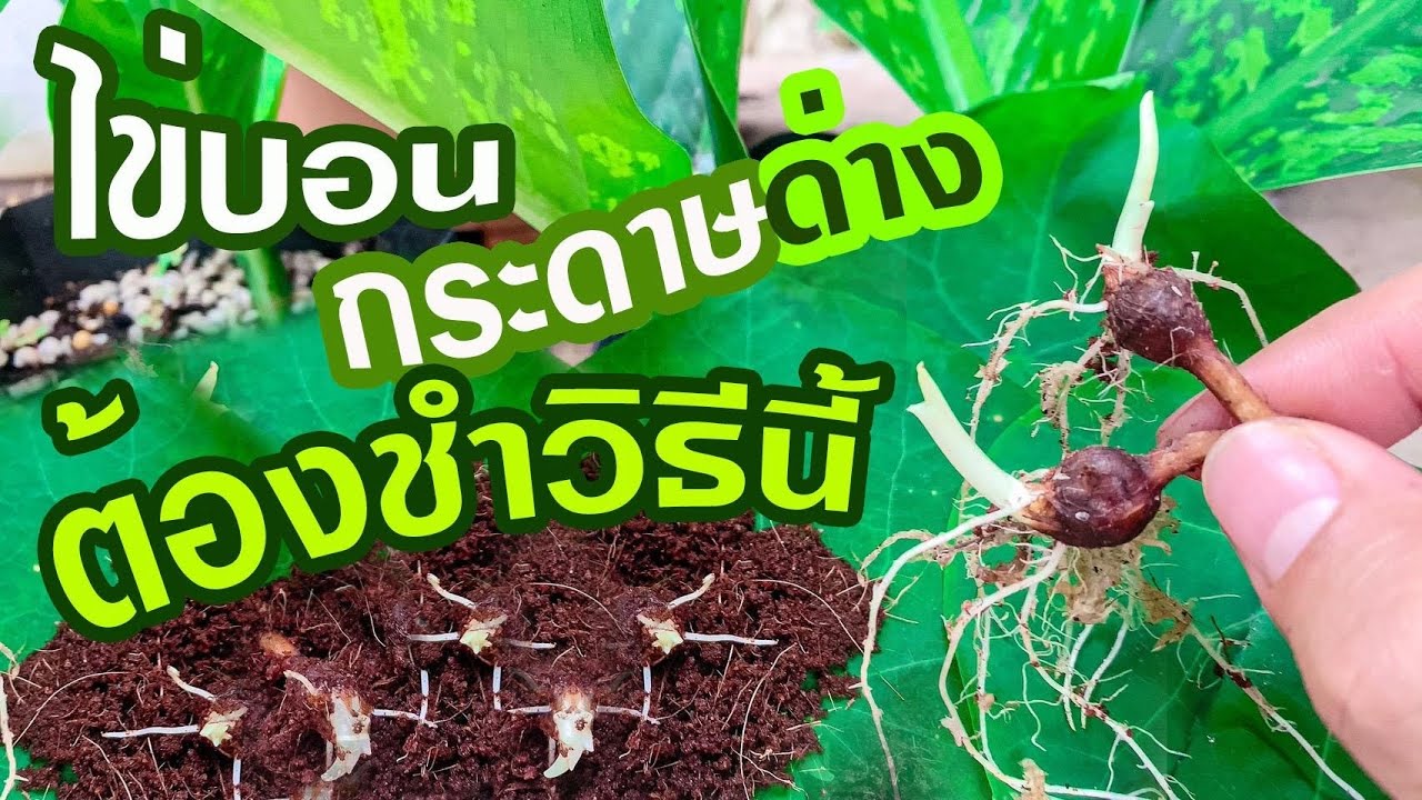 วิธีเพาะชำไข่บอนกระดาษด่างขาว Alocasia macrorrhizos I EP.7 เกษตรเดลิเวอรี่ by THAI IQ PLUS