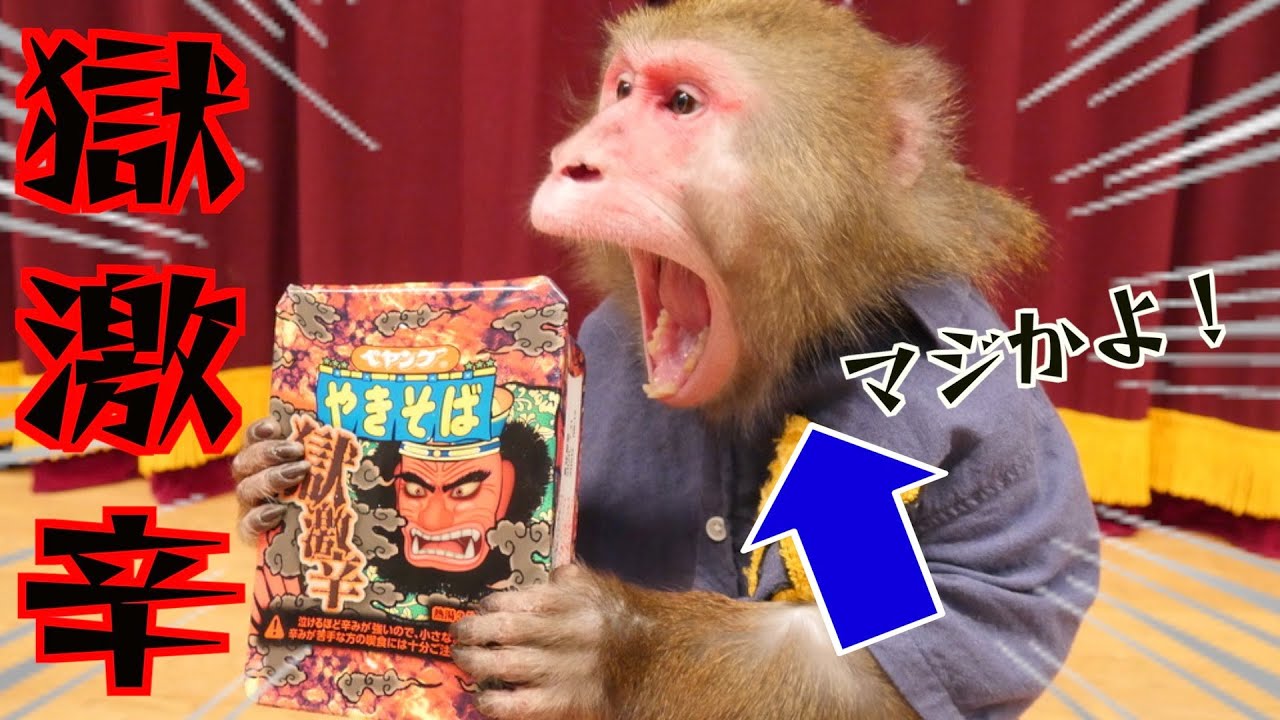 お猿さんが「獄激辛ペヤング」食べちゃった！？！？