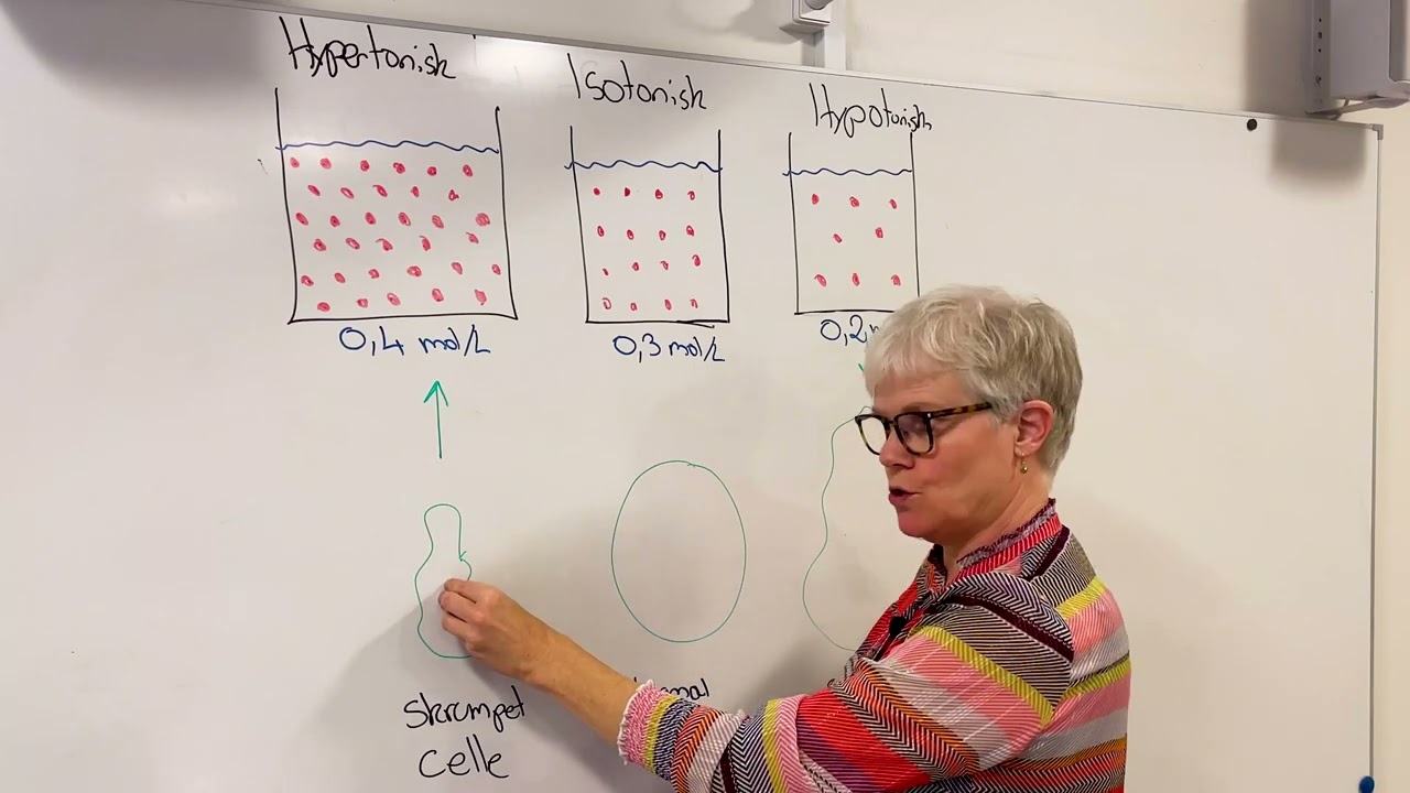 Hvad betyder isotonisk, hypotonisk og hypertonisk? Naturfag SSA