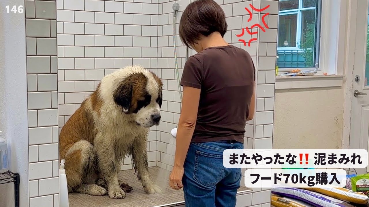 フード70kg購入／また泥まみれ！【超大型犬 3頭とカナダで田舎暮らし】