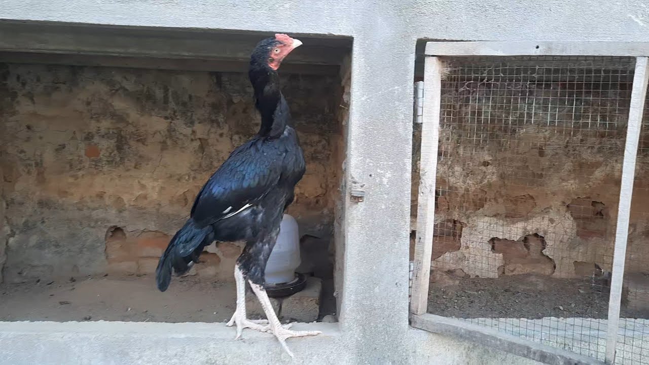 Amroha Aseel Farm Rawalpindi update #mianwaliaseel #amrohaaseel #aseel @asfarms 