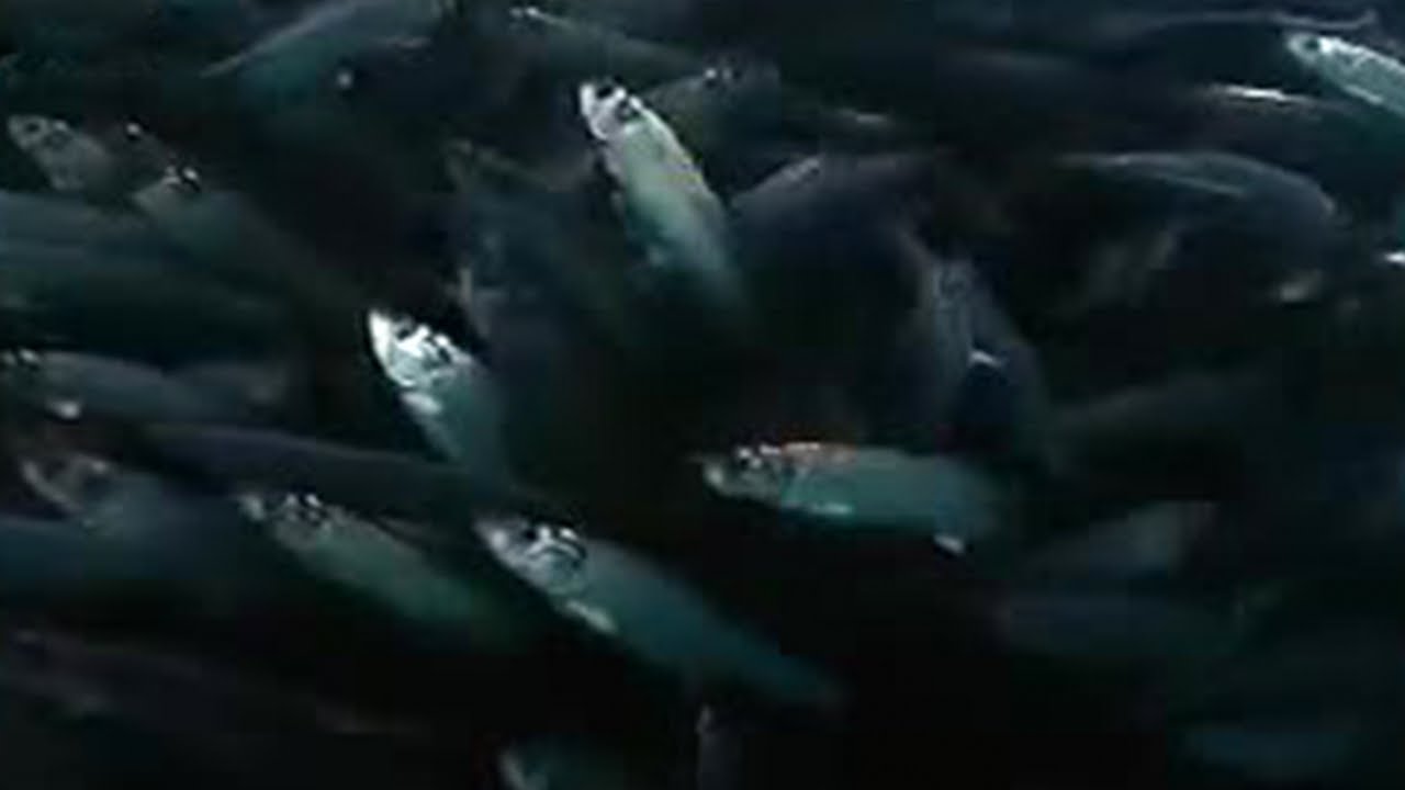 Team Killer Whale Goes Fishing | BBC Studios