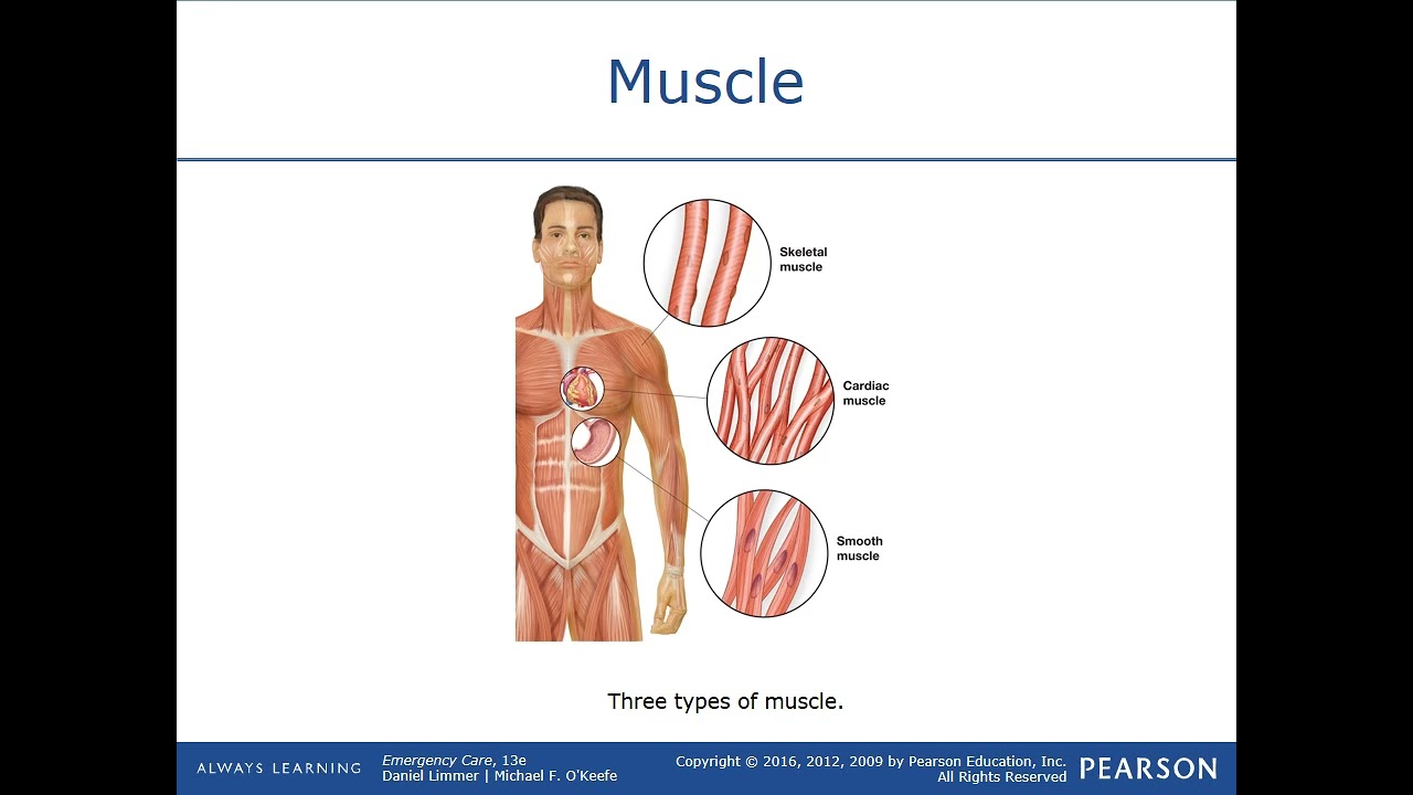 EMT Chapter 6 Lecture: Anatomy & Physiology