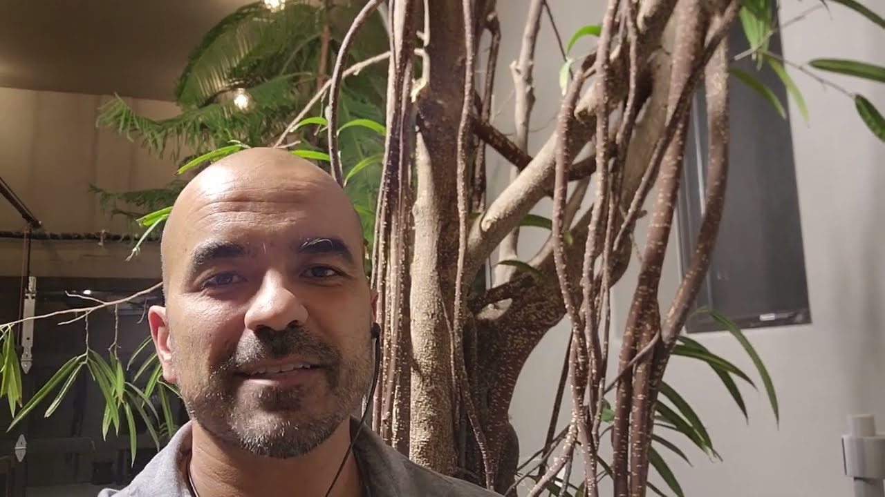 Turning Huge Ficus Alii into a Bonsai Tree Ep1