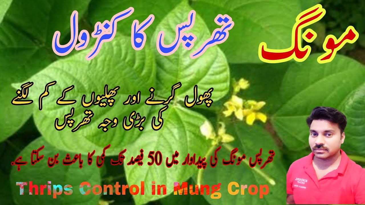 Thrips Control in Mung beans Crop | Flowers shedding in Mung field | How to control thrips in Mung