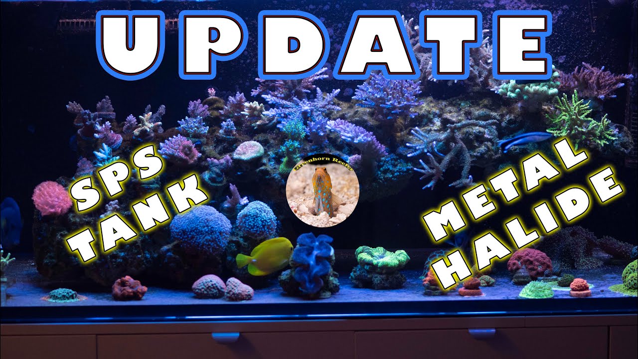 JAK ROSNĄ MOJE KORALE ? UPDATE AFTER 1 MONTH | California Reef Tank | Greenhorn Reefer