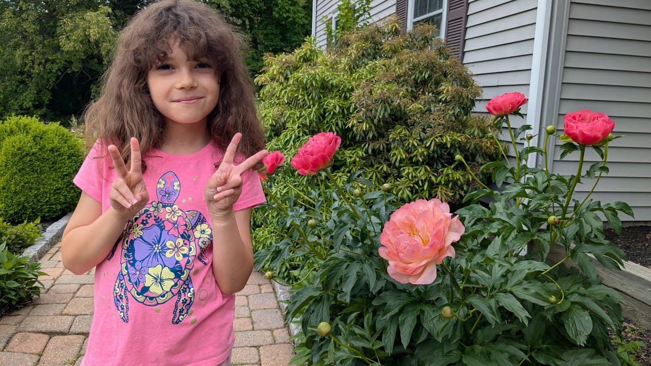 Earliest blooming Peonies in our garden