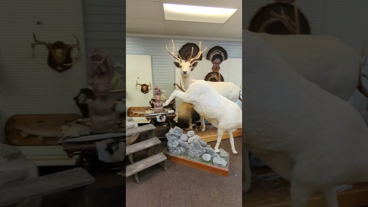 Screaming Lion Antiques & Tannery Antiques LLC New Holland PA Taxidermy Heaven