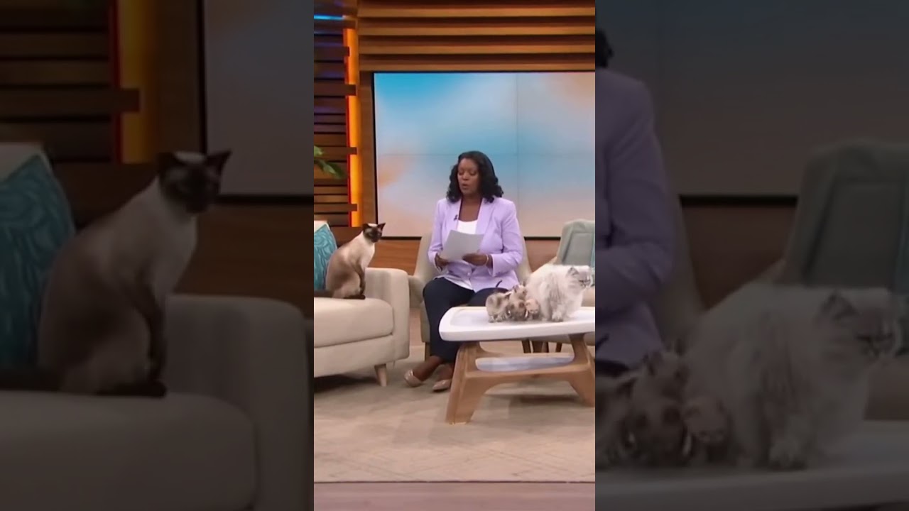 Cat DNA Test DRAMA! Siamese Finds Out He&rsquo;s NOT the Father! #CatDrama #FunnyCats #DNATest #CatShow