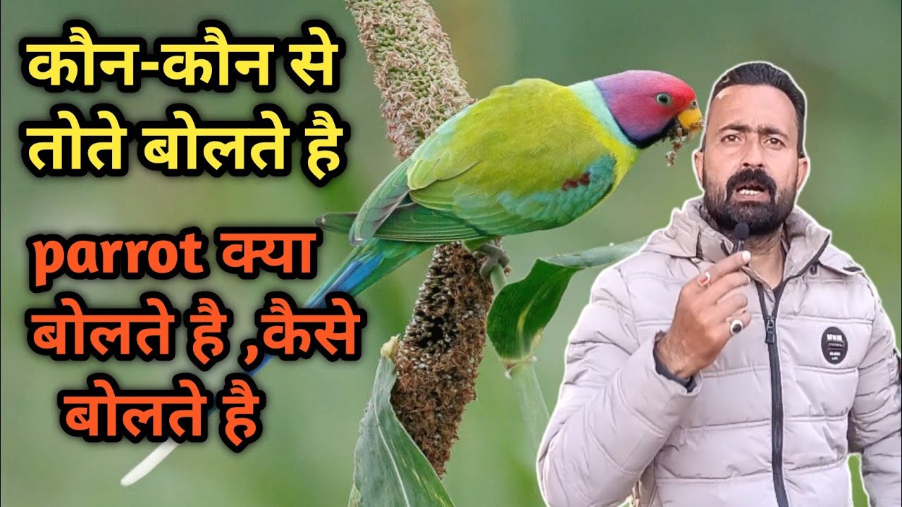 Which Parrot Can Talk Like Humans? Amazing Talking Parrots!