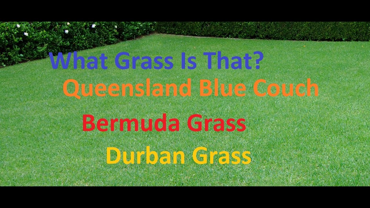 [What Grass Is That] [Queensland Blue Couch] [Couch Grass] [Bermuda Grass] [Durban Grass]