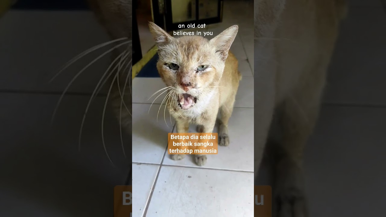 A poor old cat #shorts #cats #kucing #kucinglucu