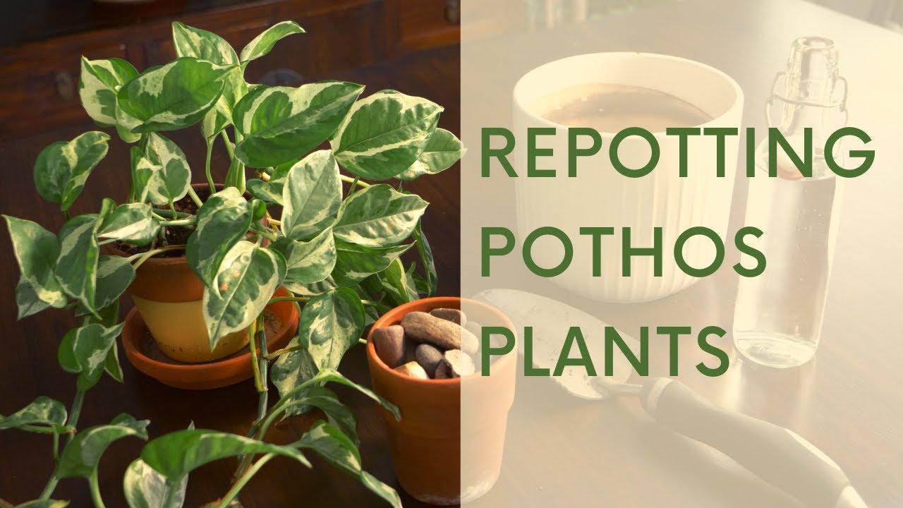 Пересадка растений рода Pothos — как пересаживать для начинающих садоводов