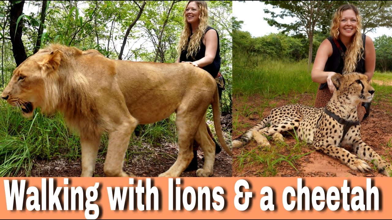Walking with Lions & A Cheetah *Unbelievable!* | Zambia