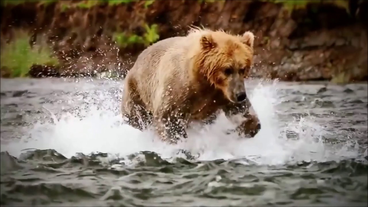 Spirit Animal ~Bear~Native American Music -Niall