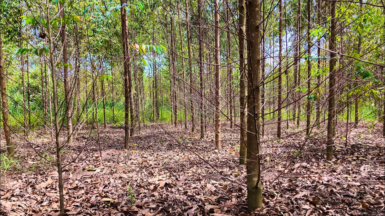 The Fascinating Journey of Eucalyptus Tree Growth: From Seedling to Towering Giant. Uganda