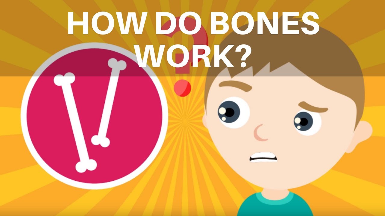 How Do Bones Work? Human Skeleton Facts for Kids - What is the Skeleton? - Skeleton Facts for Kids
