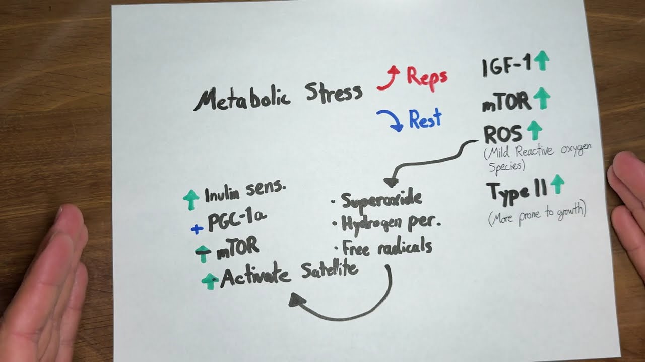 What is Metabolic stress and why does it cause muscle growth?