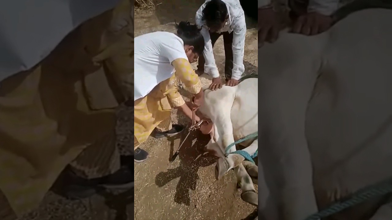 pov:you are a veterinary doctor 👩&zwj;⚕️🩺💉#medico #animaldoctor #veterinary #doctor