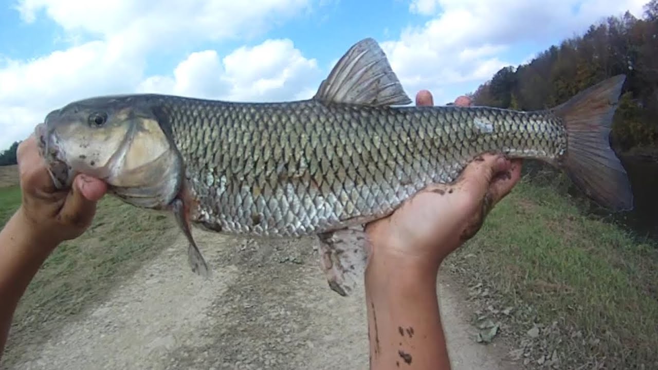 Trophy 20.5