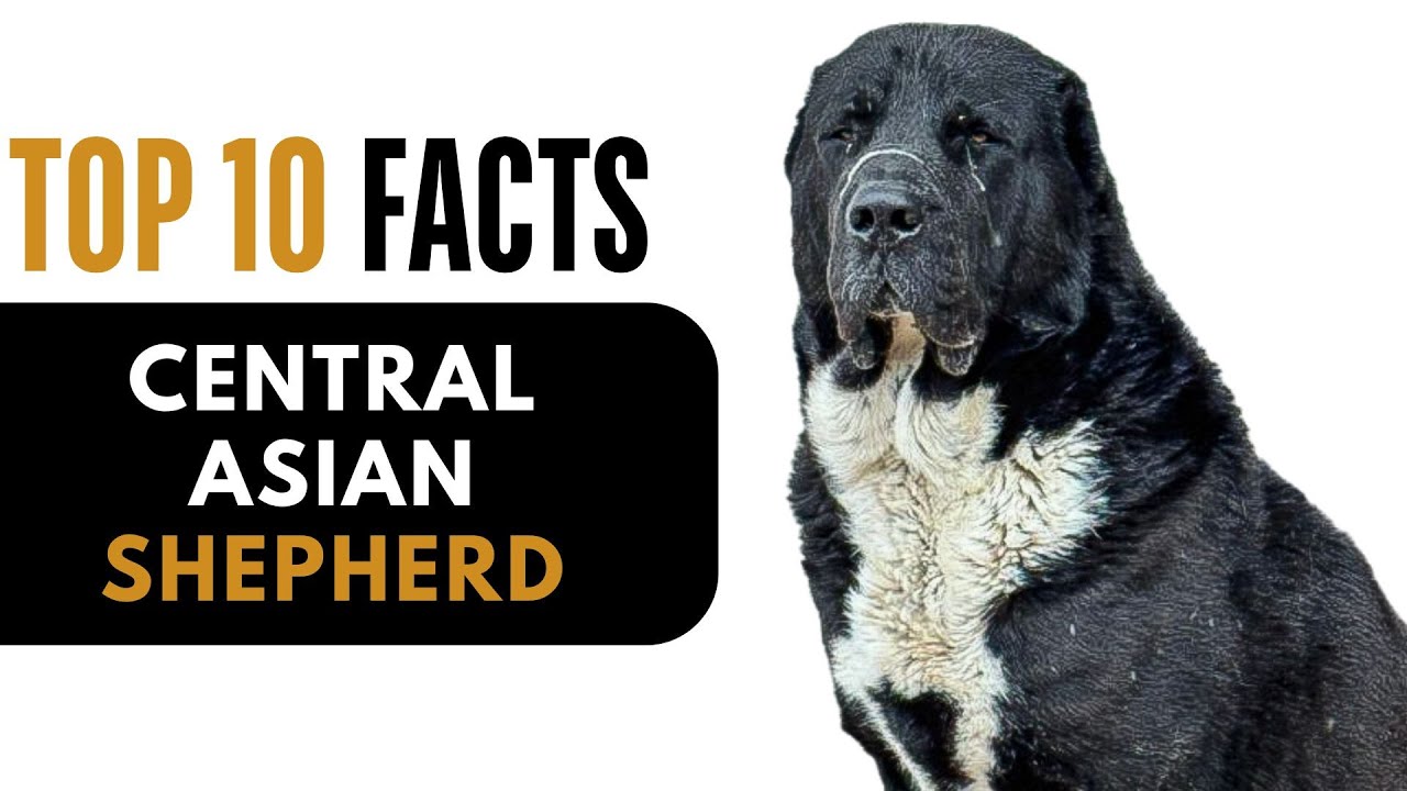 Top 10 Facts About Central Asian Shepherd - Complete Information About Central Asian Shepherd Dog