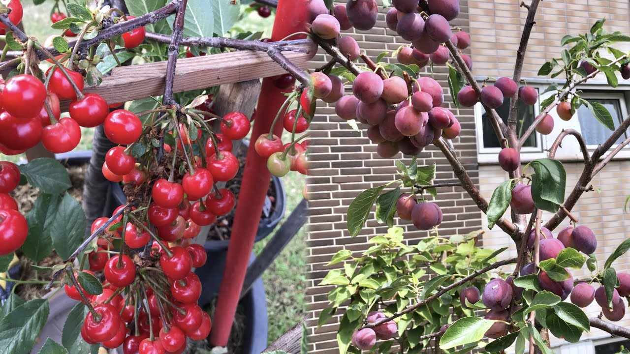 4 BEST FRUIT TO GROW IN POTS/CONTAINER