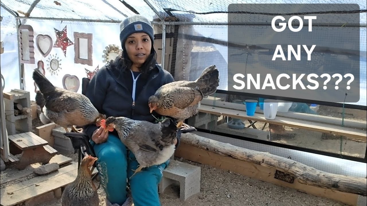 👀The Chickens Are Always Looking For Food..Of Course I Have Snacks!! #backyardchickens #chickencoop
