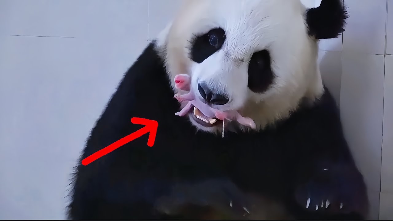 She Cries as Humans Take Her Baby .The 3 Critical Stages of a Panda’s Life
