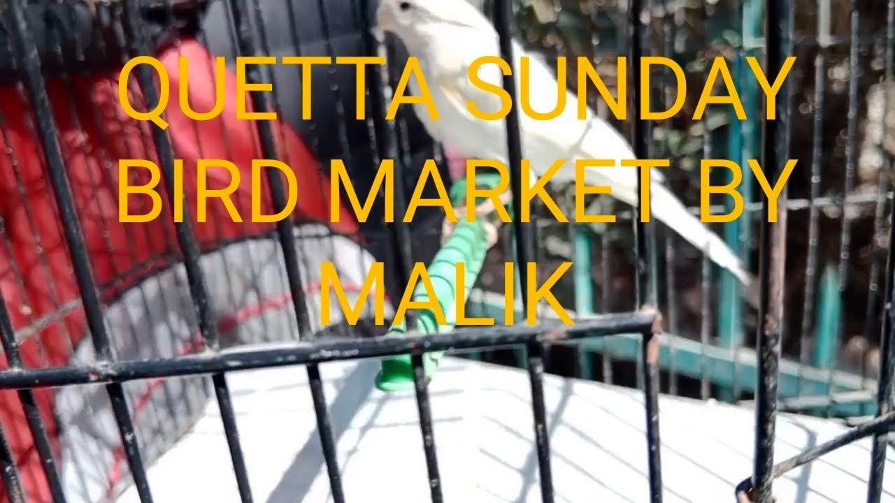 Rates and updates of the Quetta Sunday Bird Market at Malibagh Quetta by Malik Abdul Haq 