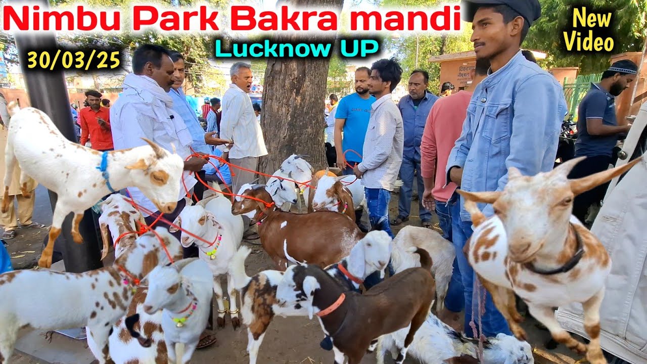 आज मंडी में आये शानदार बकरे |30/03/25 |Nimbu Park Bakra mandi Lucknow |Lucknow Bakra Mandi New Video