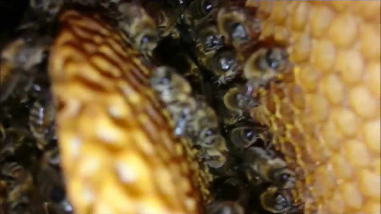 Home Hive Bienen Wintertraube Ansicht v  unten 2