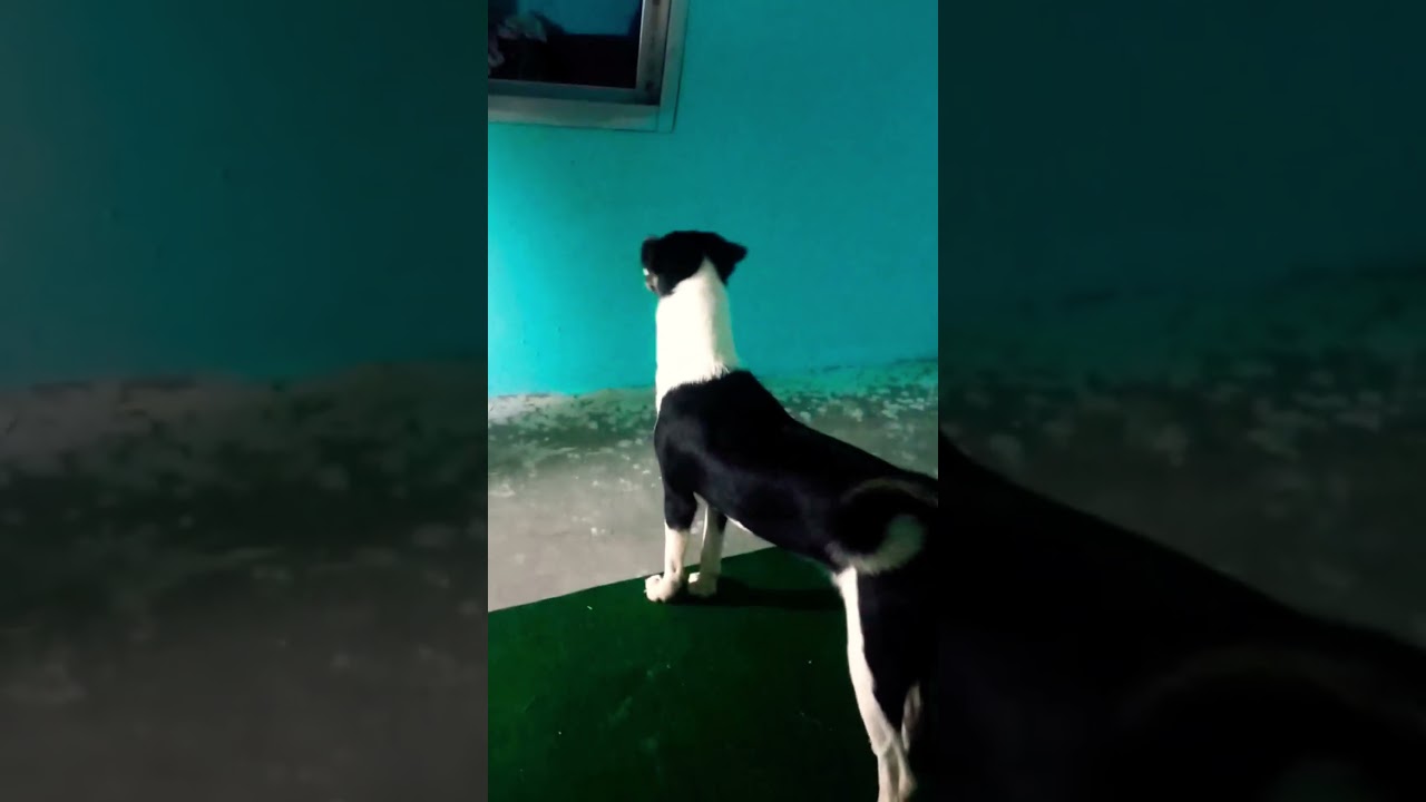 #shortvideo #foryou My seyru..❣️🫂