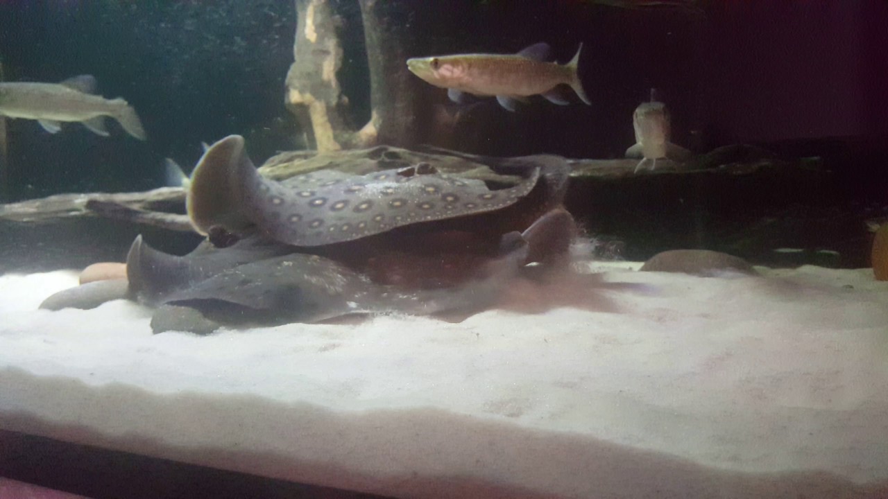 Potamotrygon motoro pair