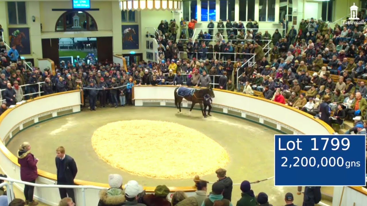 Auctions: The incredible Cache Sells at Tattersalls Auction
