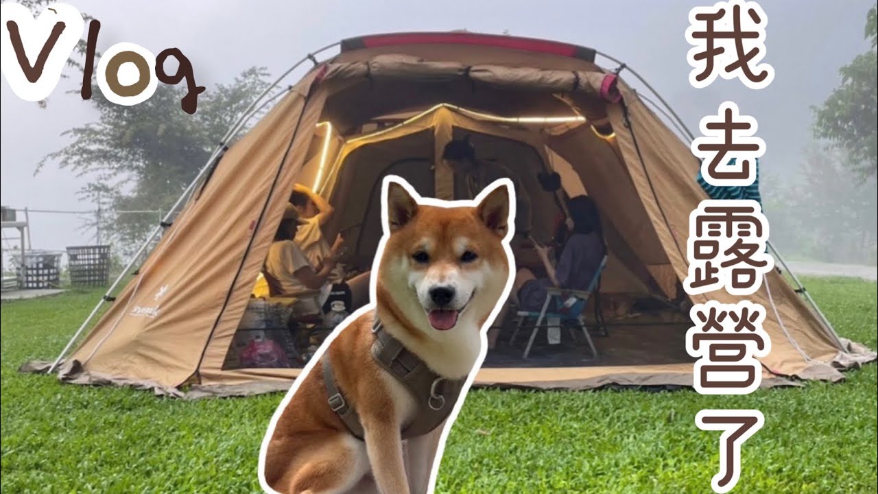 【柴犬呆萌】Camping Vlog  我去露營了（上）⛺️