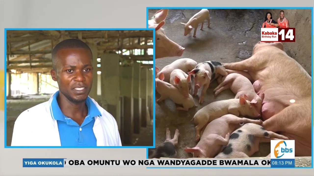 Ono teyejjusa kulunda mbizzi, akulaga byakola okuzifunamu.Yigaokukola