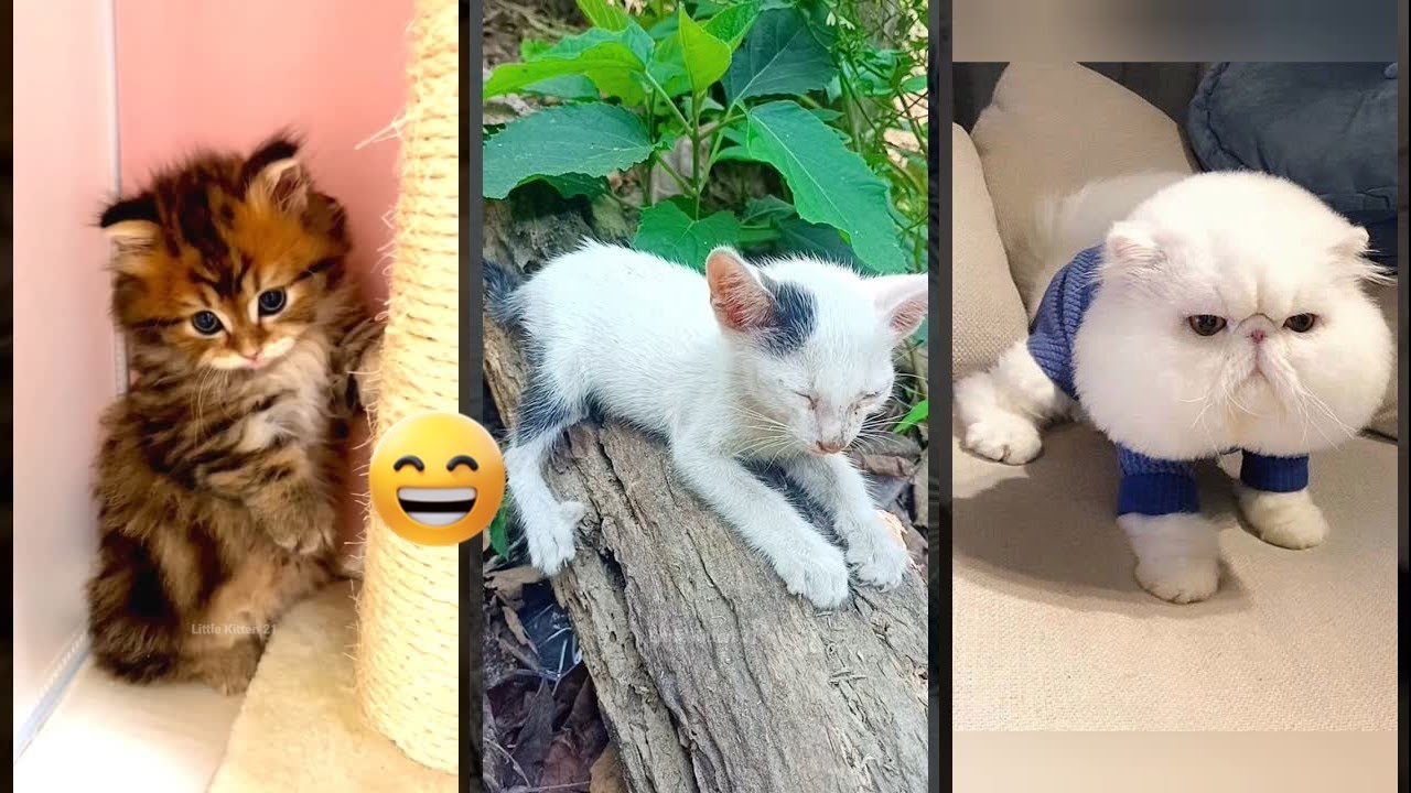 Cute Kittens 🐈‍⬛ #cat 😅 #FunnyCats Part 2052