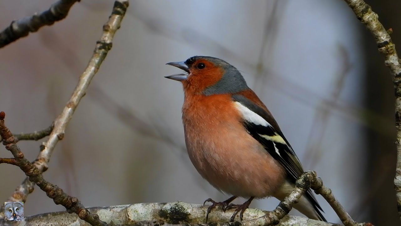 Common chaffinch Singing,Bokfink,Зяблик Пение,Pinson des arbres chant,Vink zingt,bird song p1000