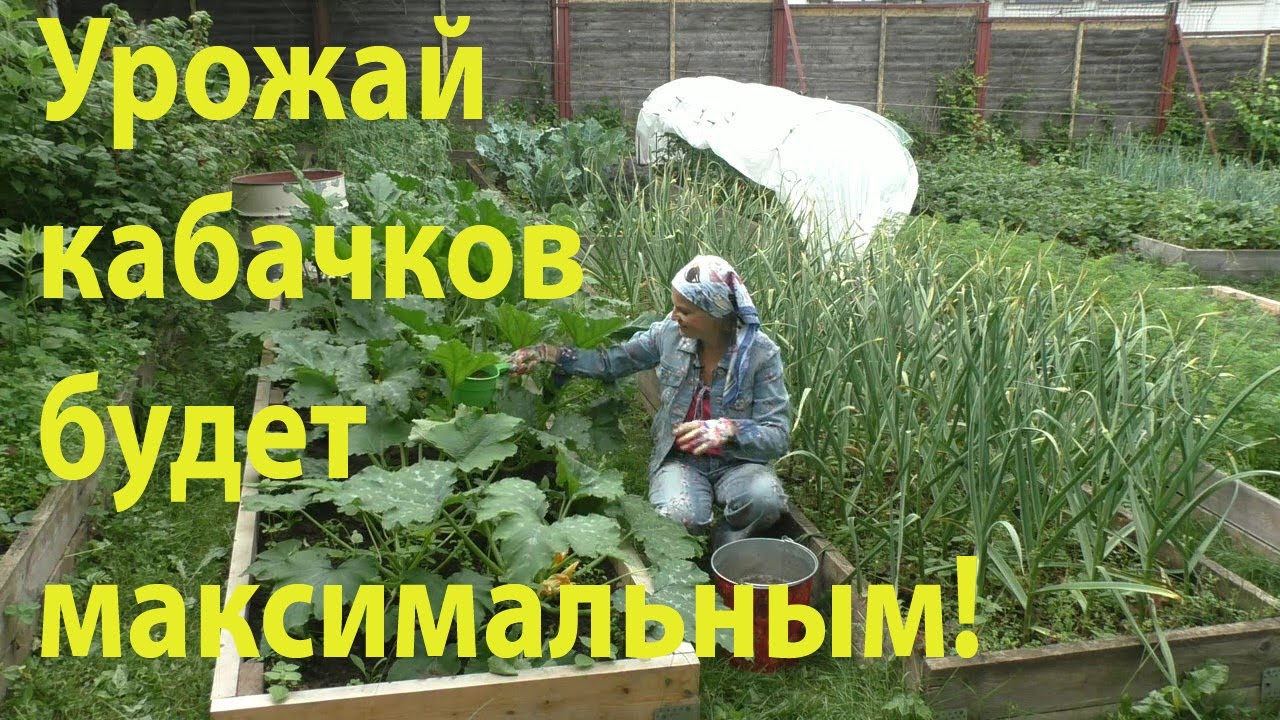 Лучшая подкормка для кабачков