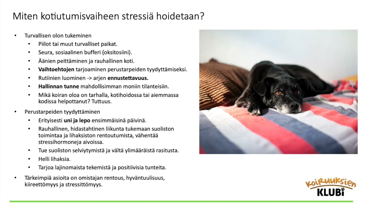 Miten hoitaa koiran kotiutumisvaiheen stressiä?