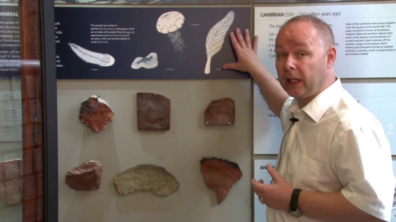 Ediacaran Fauna