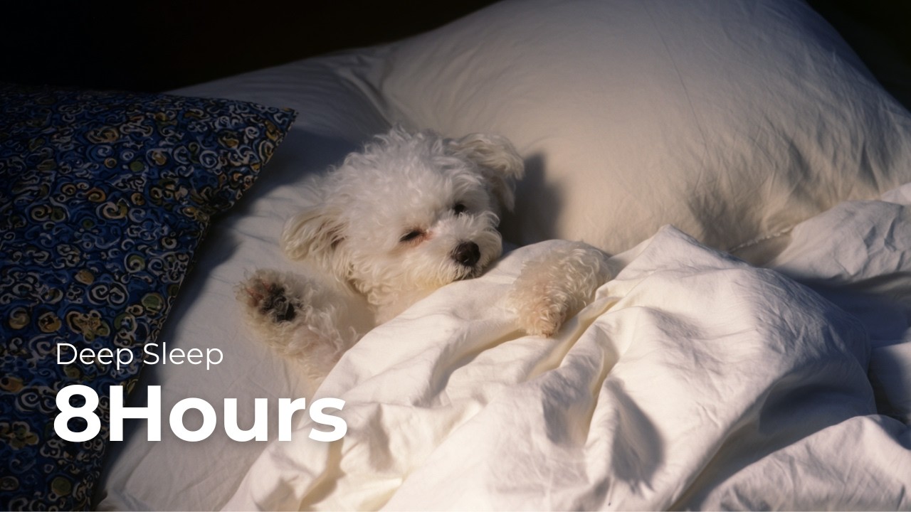 Deep Sleep 8 Hours🌙｜犬と一緒に聴くおやすみBGM🐾｜Sleep with Dog | MoonPaws