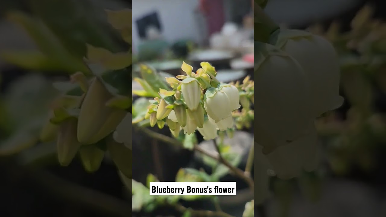 Blueberry Bonus's flower