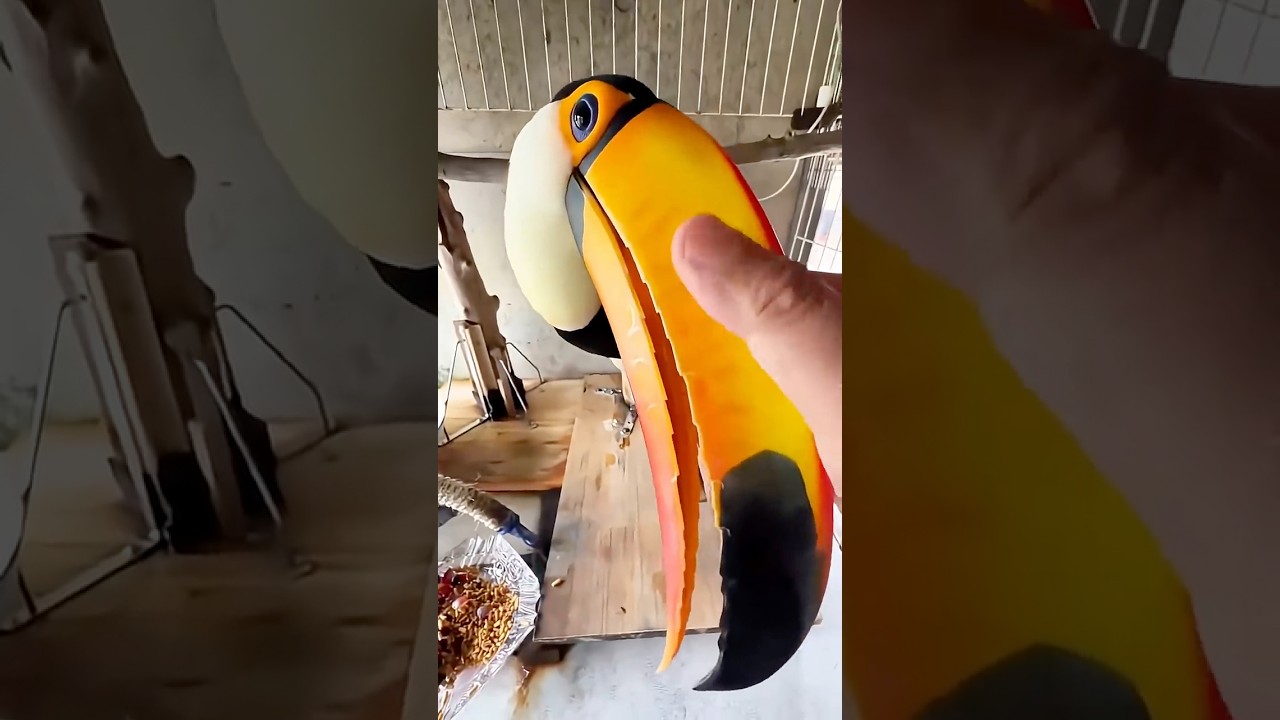 This Bird’s Beak Is Bigger Than Its Body!🦤