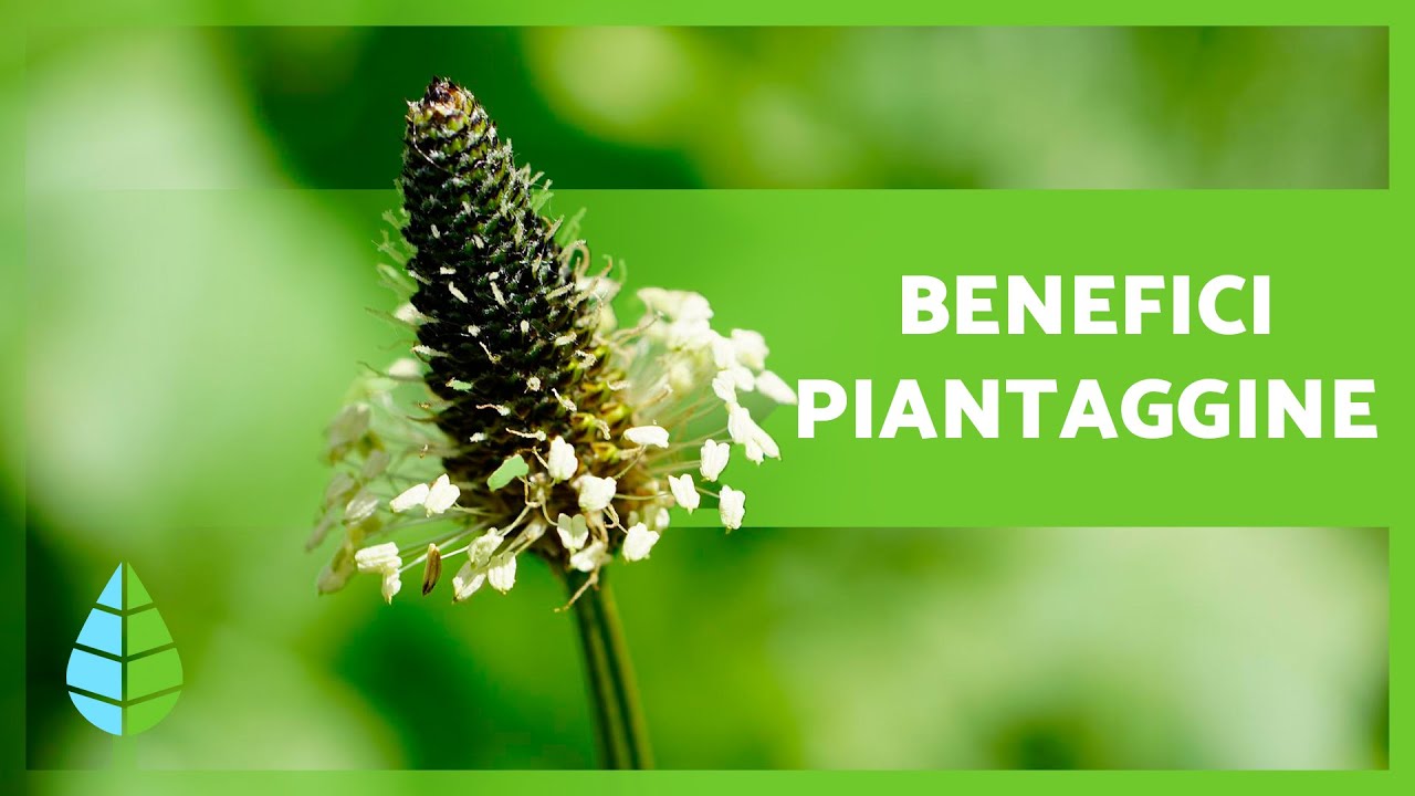 A cosa serve la PIANTAGGINE 🌿 (Propriet&agrave;, BENEFICI e Come Consumarla)