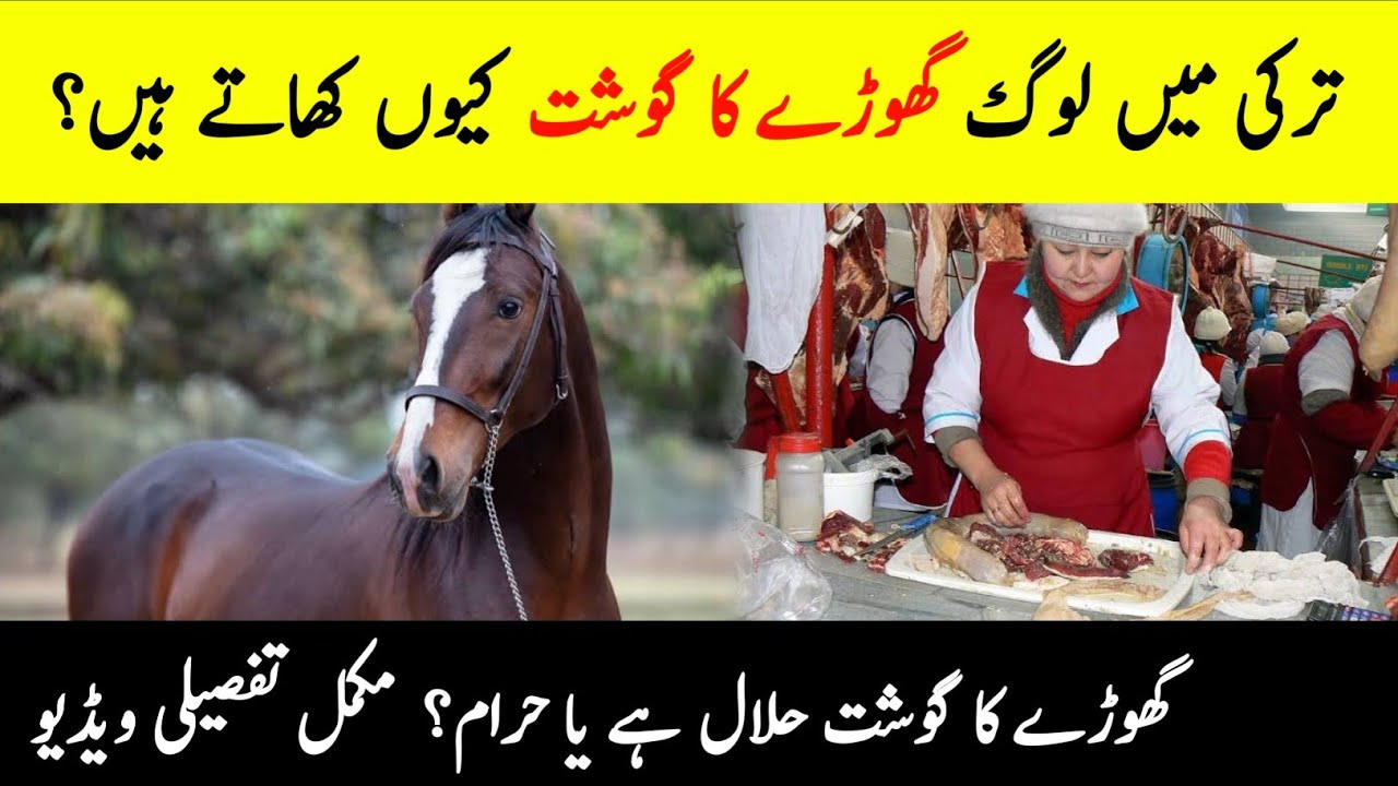 Why Turkish People Eats Horse Meat? | Can Muslims Consume Horse And Donkey Meat | INFO at ADIL