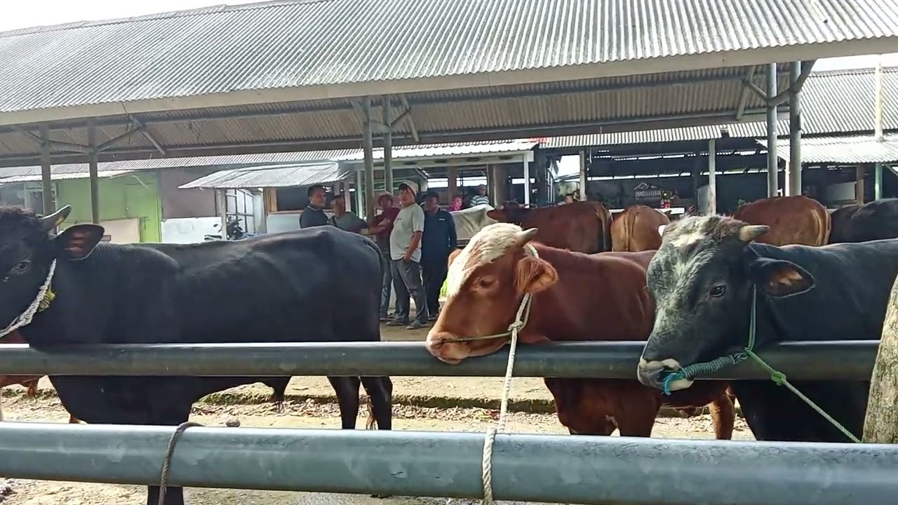 PASAR WAGE BUMIAYU I PASAR HEWAN I SAPI I KAMBING I AYAM