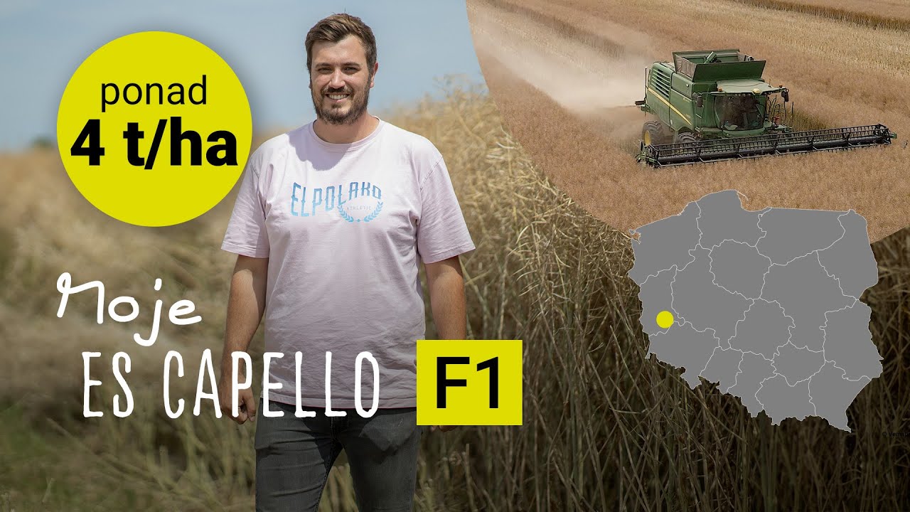 Żniwa rzepaku ES Capello 2023 u Piotra Stolarczyka w lubuskiem