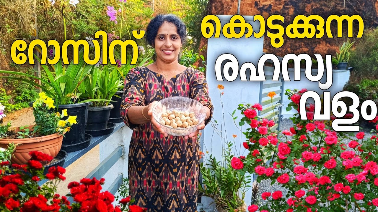 റോസയിൽ ഇത്രയും പൂക്കൾ വരാനുള്ള കാരണം ഇതാണ് |rose full of flowers