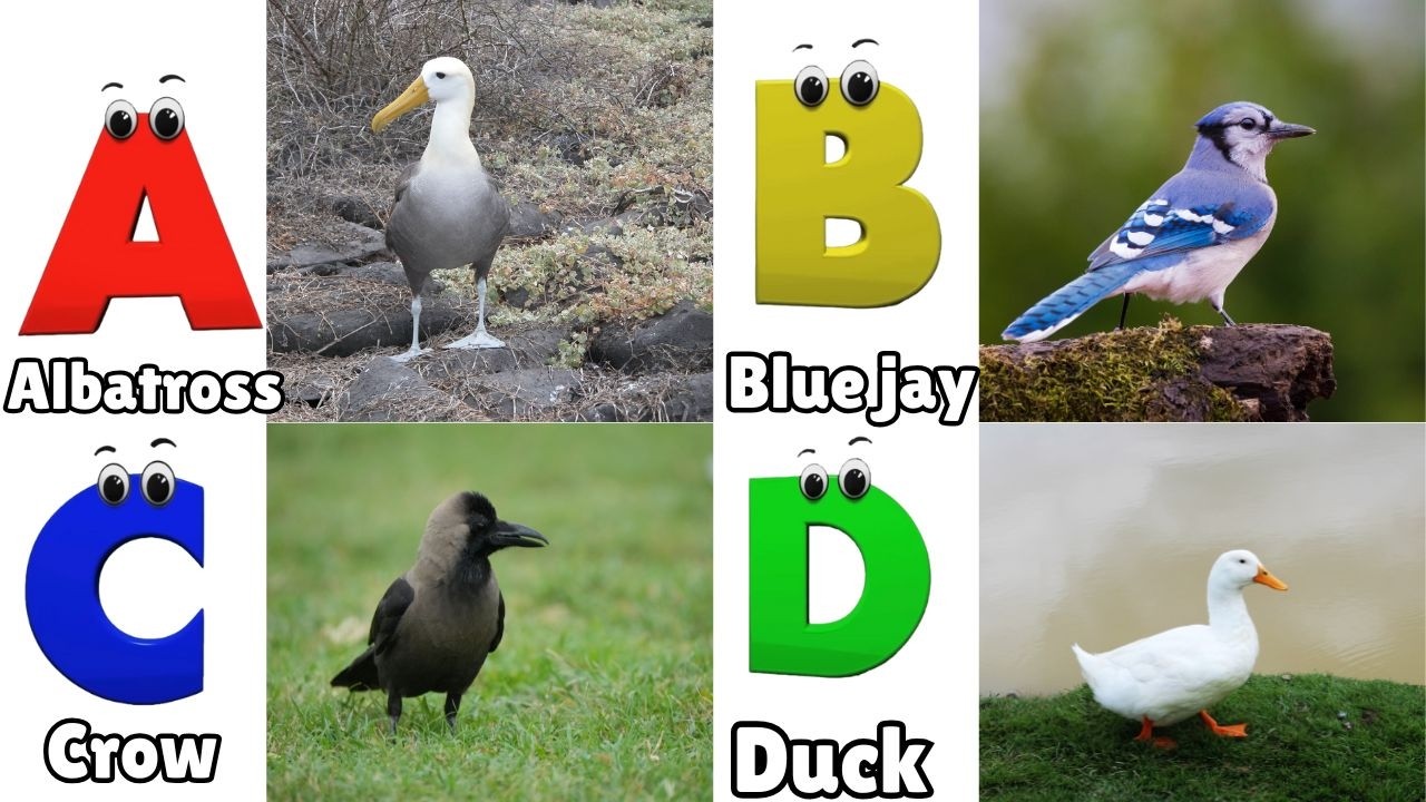 ABC Song | Birds ABC Song | Phonics for Kids| Learn ABC, Baby | Alphabet Letters